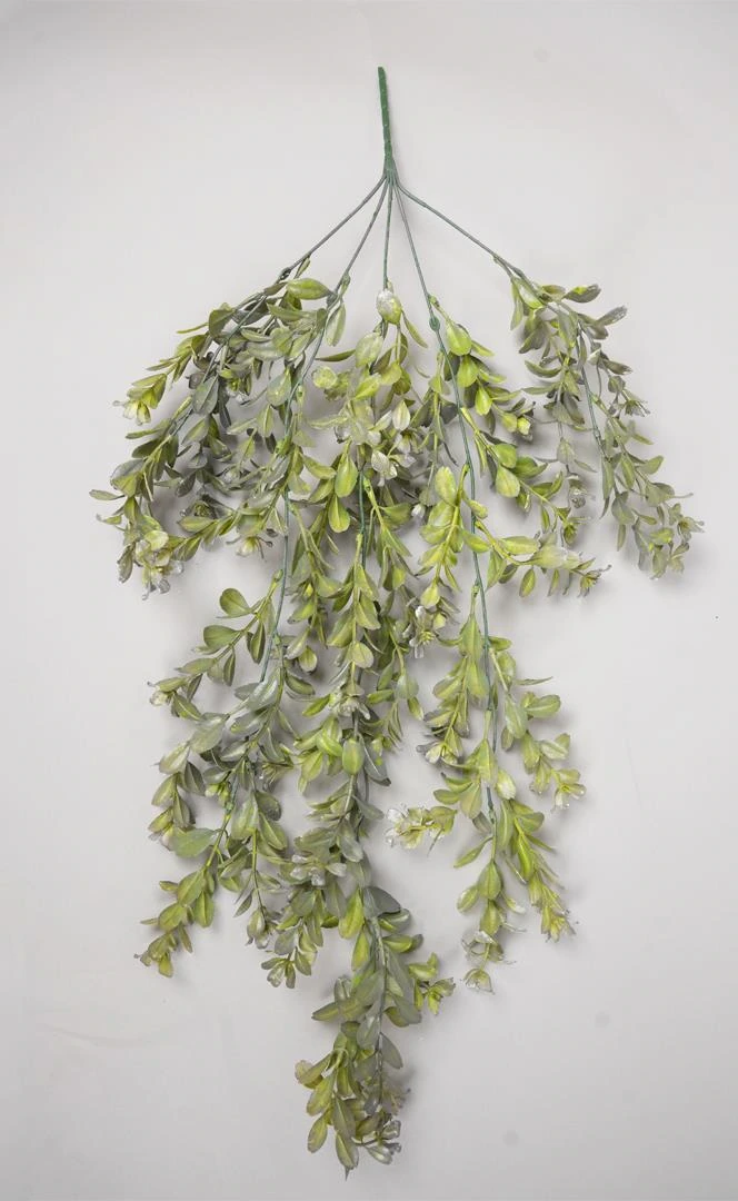 Laurel Leaves Hanging